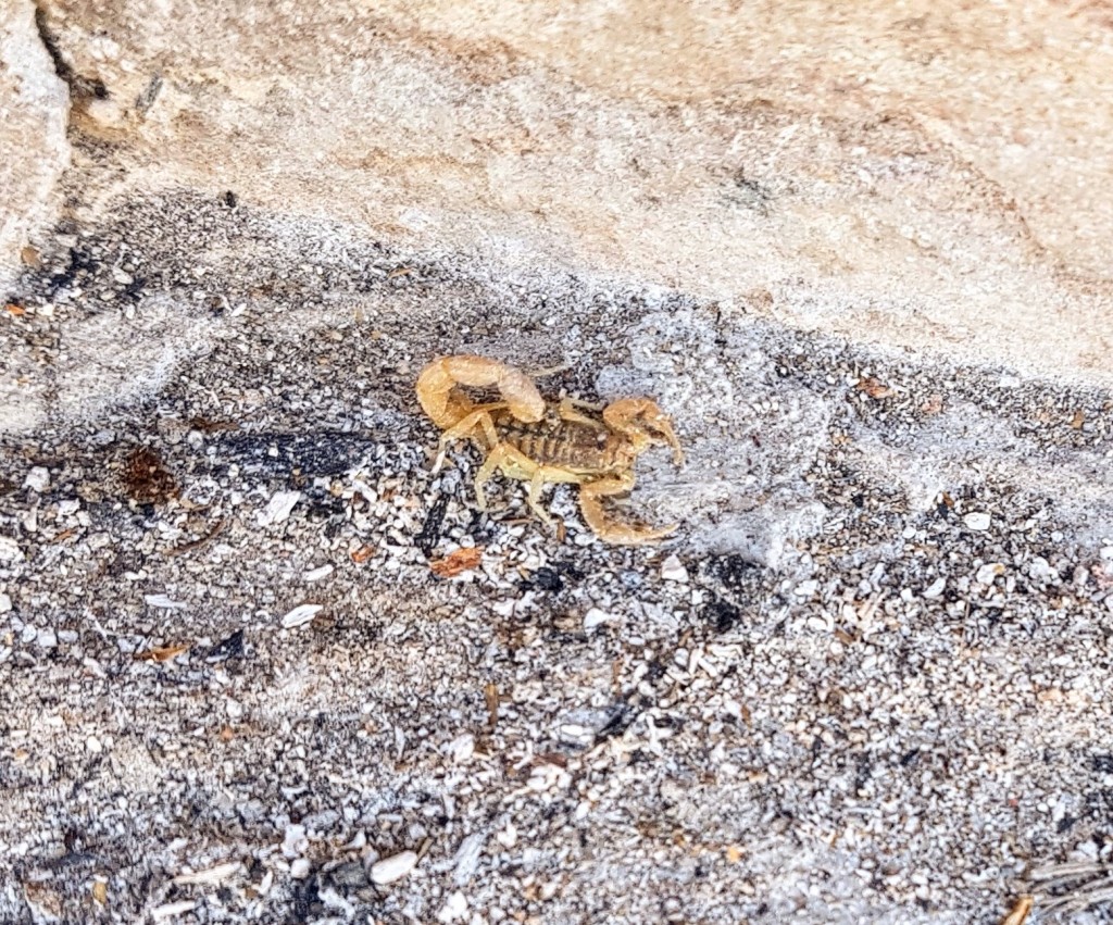 Namaqua National Park - Scorpions at Boulder Baai Camp Site